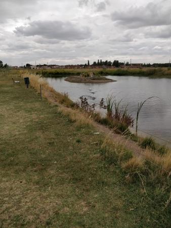 Imagen Gansos Ocas Ansarinos en laguna Dehesa Boyal